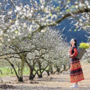 Tour Mộc Châu - Sơn La - Điện Biên 3 Ngày 2 Đêm