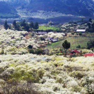 Tour Mộc Châu - Cầu Kính Bạch Long 2 Ngày 1 Đêm